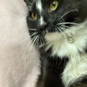 Meet your Posher, Absira